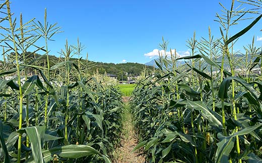 ＜奇数月6回定期便＞濃い味！朝採れ旬の野菜セット【12品目】 F4N-1623