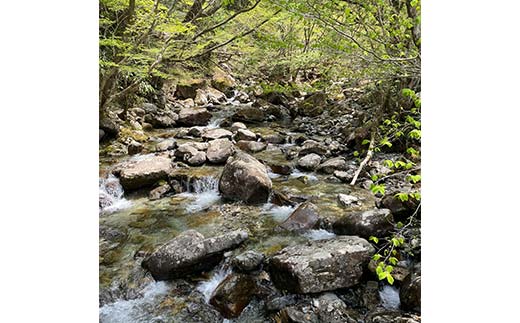 蜉蟄先ッ咲肇繧ウ繧キ繝偵き繝ェ縲後°縺励b縺ョ諱オ縺ソ縲1kgテ3 縺ゅ↑縺溘′驕ク縺カ譌・譛ャ荳縺翫>縺励>邀ウ繧ウ繝ウ繝繧ケ繝亥女雉樒アウ 邀ウ 邊セ邀ウ 繧ウ繧キ繝偵き繝ェ F4N-1799