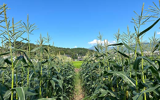【2026年夏発送予約】サクッとはじける、上品な甘さ中津川産プレミアム クリスピーホワイト 4kgセット 朝採り 即日冷蔵発送／数量限定　『バナナマンの早起きせっかくグルメ!!』で紹介されました！ F4N-2368