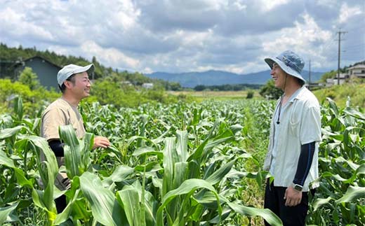 【飛騨・美濃伝統野菜】【数量限定】2026年予約販売 爽やかな辛味 青唐辛子 あじめこしょう 中津川産 3kg F4N-2569