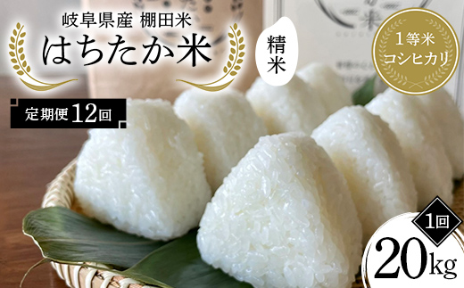 【12回定期便】岐阜県産 棚田米 1等米コシヒカリ はちたか米 精米20kg（10kg×2袋） F4N-2608