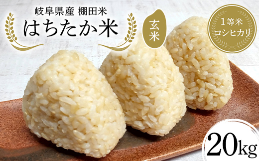 岐阜県産 棚田米 1等米コシヒカリ はちたか米 玄米20kg（10kg×2袋） F4N-2640
