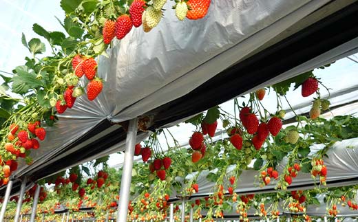 ãæ°ééå®ãç£å°çŽé!ïŒããããŒãã®å®çãã¡ãïŒç« å§«ïŒ 4ãã㯠F4N-2735