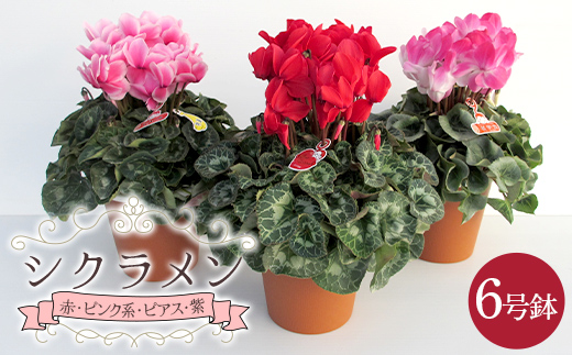 農林水産大臣賞受賞 シクラメン6号鉢（18cm）ますだ農園＜赤・サーモンピンク・ピンク・ピアス・紫＞から状態の良いものをお届け【お届け11月～12月】F4N-2805