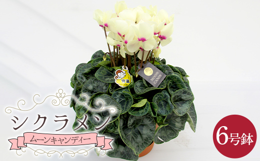 シクラメン「ムーンキャンディー」6号鉢（18cm） ますだ農園 【お届け：11月～12月】 F4N-2806