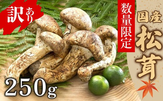 【数量限定】 天然松茸 250g 松茸ご飯、焼き松茸、土瓶蒸しなど 訳あり（簡易包装） F4N-1494