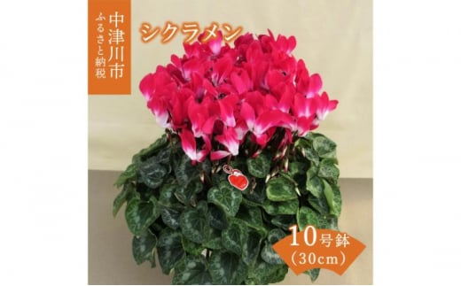シクラメン 10号鉢（30cm） ますだ農園 【お届け：11月～12月】 花 植物 フラワー F4N-2830