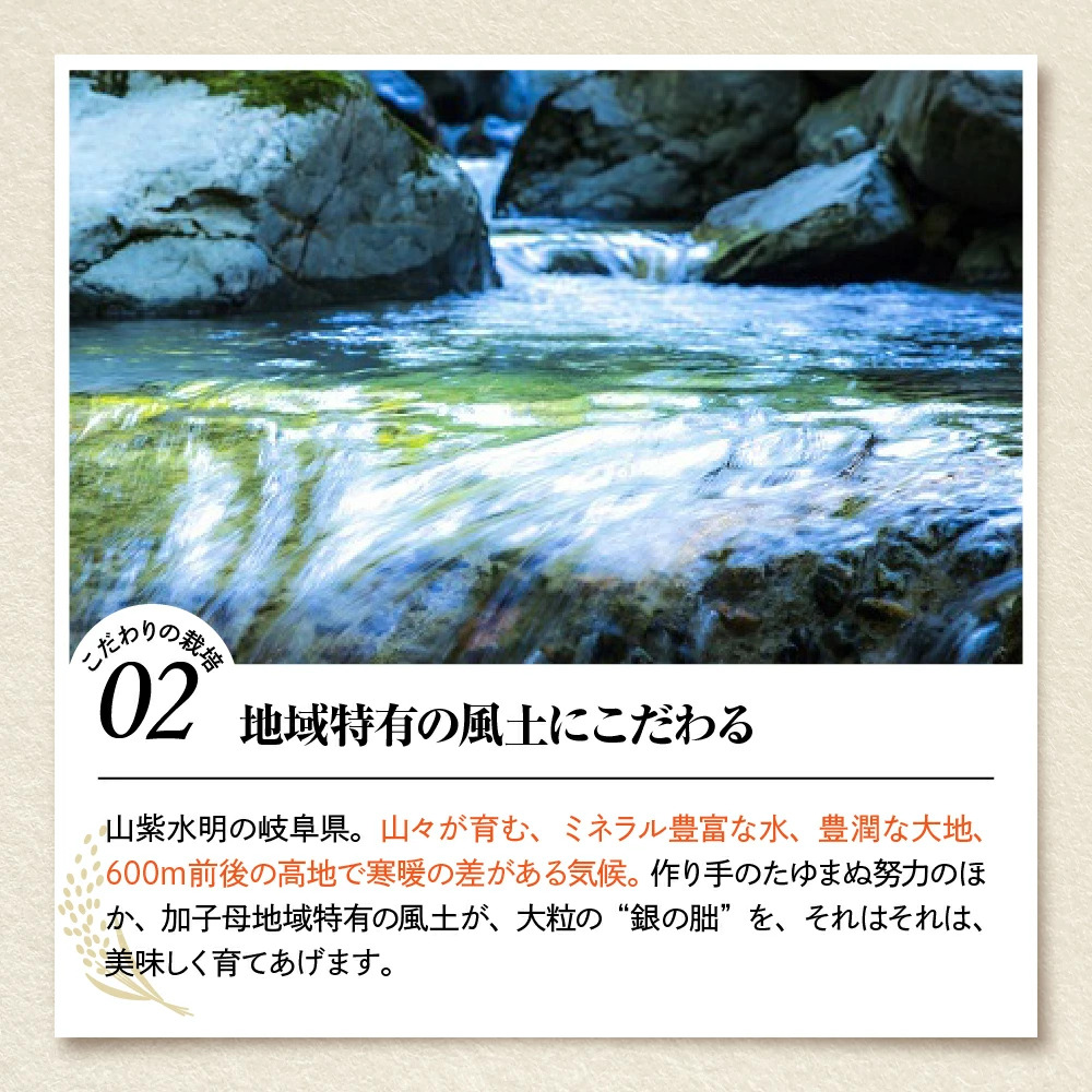 <テレビで紹介されました!>令和8年産 新米【全12回定期便】皇室献上米『銀の朏』3kg 中津川市加子母産 栽培期間中化学肥料不使用 お米 新米 精米 F4N-2891