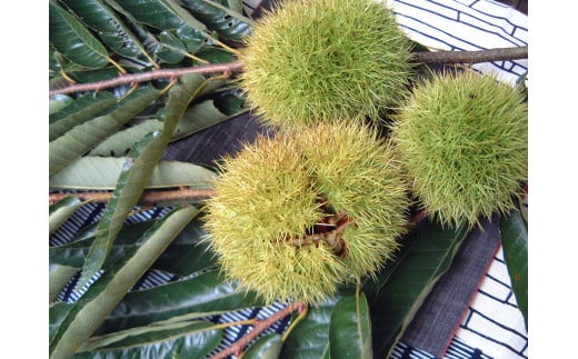 【ふるさと納税限定】 中津川栗きんとん15個入り F4N-2375