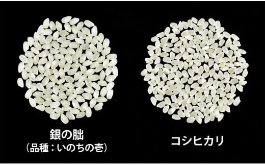 <テレビで紹介されました!>令和8年産 新米【全12回定期便】皇室献上米『銀の朏』1kg 中津川市加子母産 栽培期間中化学肥料不使用 お米 新米 精米 F4N-2887