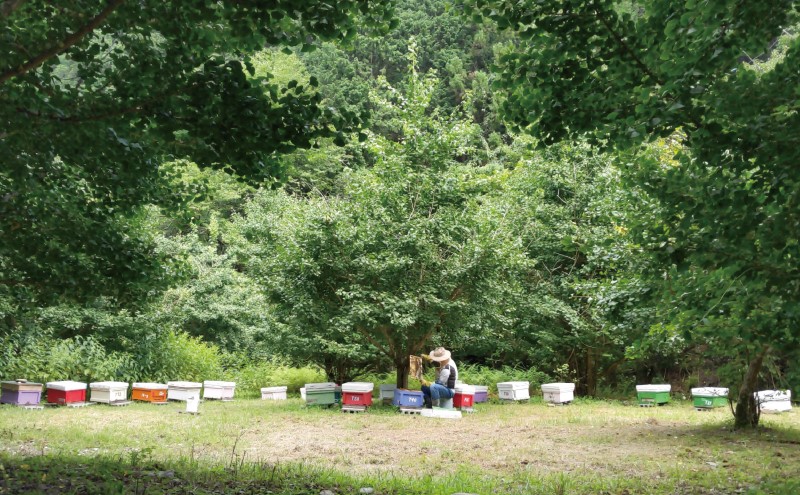 合計2400g 天然蜂蜜 国産蜂蜜 非加熱 生はちみつ 岐阜県 美濃市産 初夏 (蜂蜜600g入りガラス瓶4本)B8