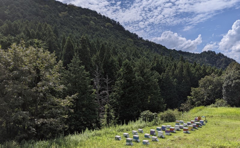 合計920g 天然蜂蜜 国産蜂蜜 非加熱 生はちみつ 岐阜県 美濃市産 味比べ 蜂蜜230ｇガラス瓶 4本セットC2 深田養蜂のハチミツ