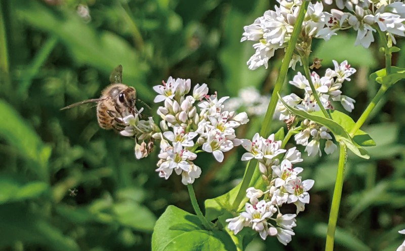 合計920g 天然蜂蜜 国産蜂蜜 非加熱 生はちみつ 岐阜県 美濃市産 味比べ 蜂蜜230ｇガラス瓶 4本セットC2 深田養蜂のハチミツ