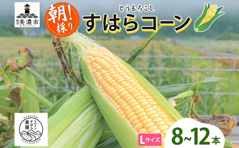 朝採り とうもろこし すはらコーン 8～12本 トウモロコシ イエロー 玉蜀黍 コーン 野菜 旬 夏野菜 甘い 朝採れ 人気 自家用 ギフト 手土産 贈答用 お取り寄せ 産地直送 産直 送料無料 マルイシすはら農園 岐阜県 美濃市