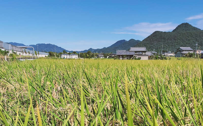 令和6年産 低農薬 清流育ち はつしも 精米 5kg×1袋 新米 お米 精白米 白米 米 ごはん 米 ご飯 ハツシモ あっさり ふっくら ブランド米 大粒 幻の米 お取り寄せ 自家用 贈答用 贈り物 御礼 産地直送 送料無料 美濃グリーン 岐阜県 美濃市