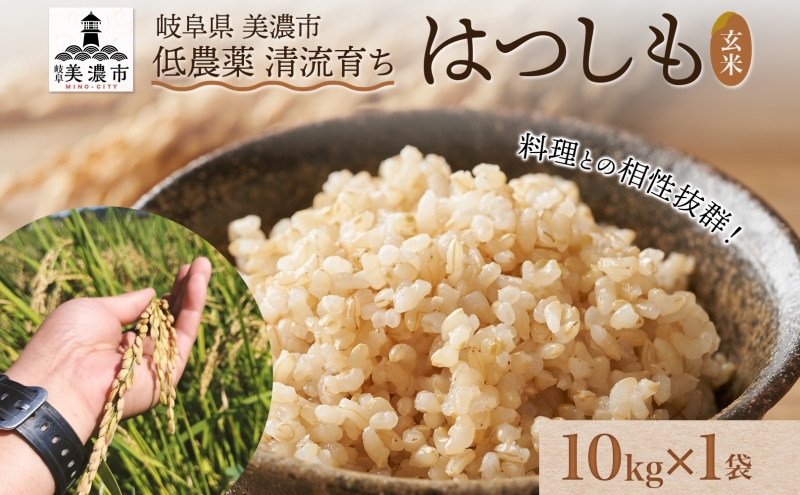 令和6年産 低農薬 清流育ち はつしも玄米 10kg×1袋 新米 お米 米 ごはん ご飯 ハツシモ あっさり ふっくら ブランド米 大粒 幻の米 お取り寄せ 自家用 贈答用 贈り物 御礼 プレゼント 産地直送 産直 送料無料 美濃グリーン 岐阜県 美濃市