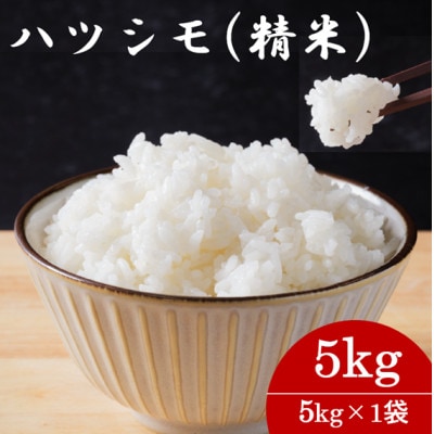 令和7年産　岐阜県産ハツシモ(精米)5kg  国産 米【配送不可地域：離島】【1540832】