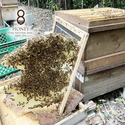 クロガネモチ(はちみつ)300g×2本【1419506】