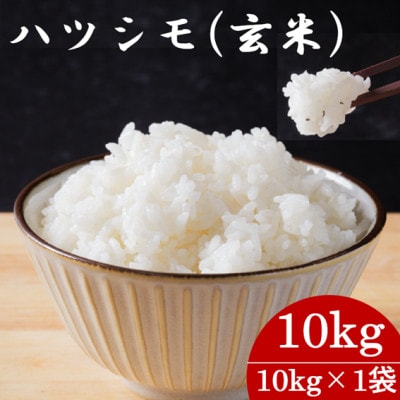 令和7年産　岐阜県産ハツシモ(玄米)10kg  国産 米【配送不可地域：離島】【1540786】