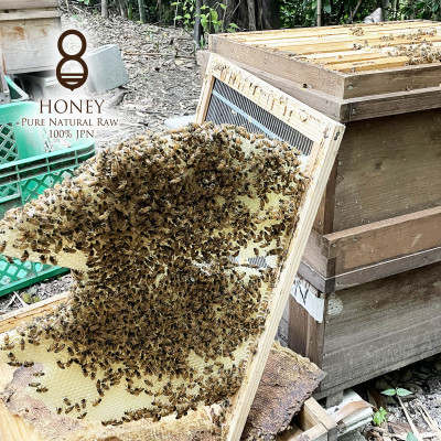 クロガネモチ(はちみつ)300g【1419323】