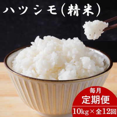 【毎月定期便】岐阜県産ハツシモ(精米) 10kg全12回【配送不可地域：離島】【4076391】