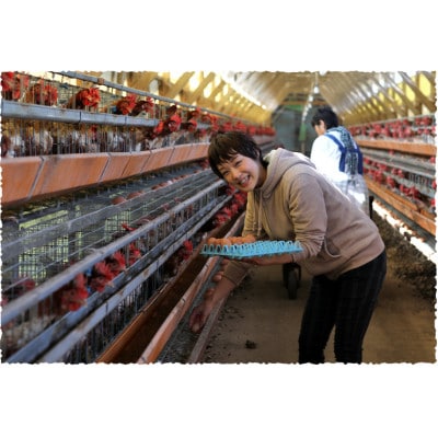 吉川養鶏のグルメ卵　Lサイズ20個(割れ保証4個含む)羽島観光協会推奨【はしまブランド】認定品　冷蔵【配送不可地域：離島】【1716004】
