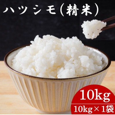 令和7年産　岐阜県産ハツシモ(精米)10kg  国産 米【1657395】