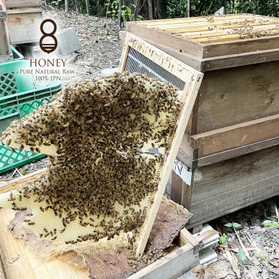 クロガネモチ(はちみつ)180g×2本【1419554】