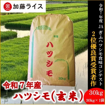 令和7年産 岐阜県羽島市産ハツシモ 玄米30kg(30kg×1袋)【1669152】