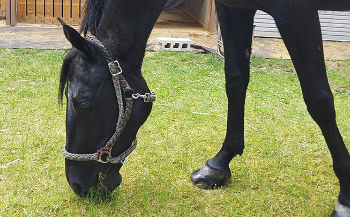 乗馬体験券（ふれあい、30分程度の乗馬）1名分 チケット 馬 岐阜 恵那市 / ベルの家 [AUCN001]