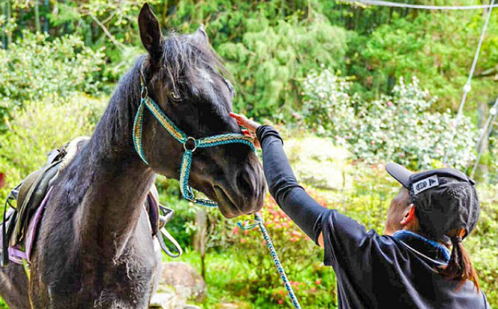 乗馬体験券（ふれあい、30分程度の乗馬）1名分 チケット 馬 岐阜 恵那市 / ベルの家 [AUCN001]