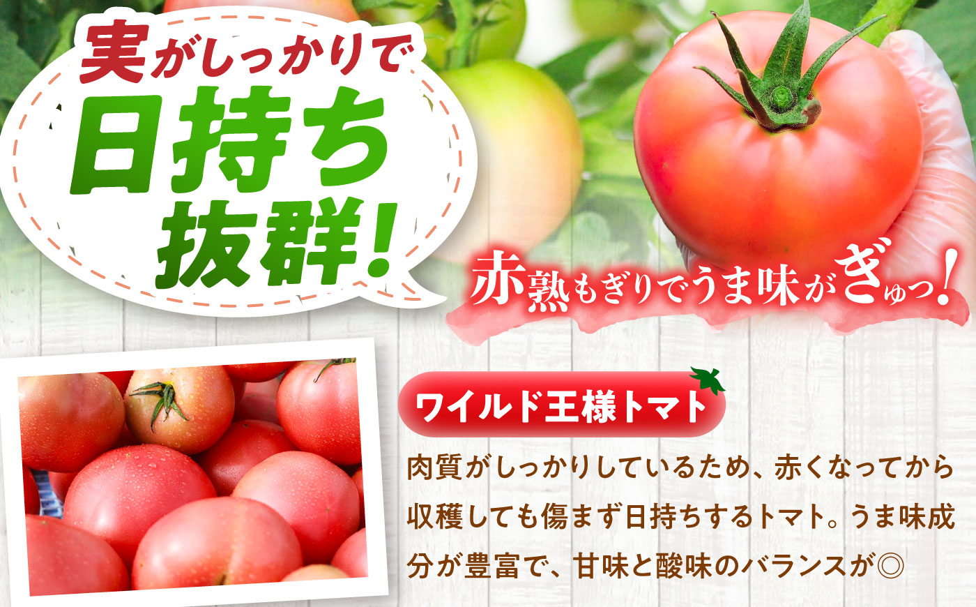 【7月上旬から順次発送】＼訳あり／ワイルド王様トマト 3.7kg / トマト とまと 箱入り 3.7キロ / 恵那市 / 阿部農園 [AUGA008]