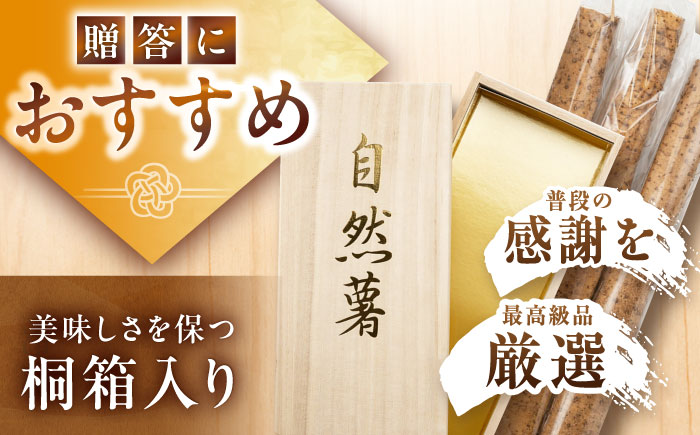 【贈答用】高級自然薯 桐箱入（800g）/ 自然薯 じねんじょ 贈答 / 恵那市 / 水戸屋 [AUFZ008]