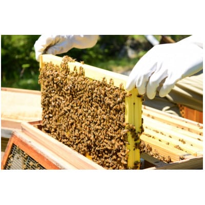 恵那農高生と開発!季節の里山蜂蜜セット(蜂蜜300g×3本、蜂蜜30g3種セット×2個)【1339047】