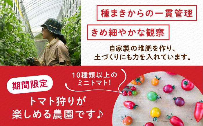 ＼受付終了間近！／【2025年7月中旬から10月下旬に順次発送】訳あり大玉トマト4kg / 朝採り 甘い 桃太郎 とまと / 恵那市 / クリエイティブファーマーズ [AUAH016]