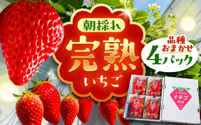 石川農園 完熟いちご 4パック入り(ご家庭用) 産地直送 イチゴ 苺 フルーツ 恵那市 / クリエイティブファーマーズ [AUAH020]