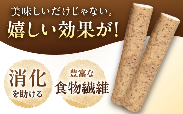 【伊勢神宮外宮奉納】　自然薯『ねばり勝ち』 1本入 / 自然薯 じねんじょ とろろ / 恵那市 / 水戸屋 [AUFZ007]