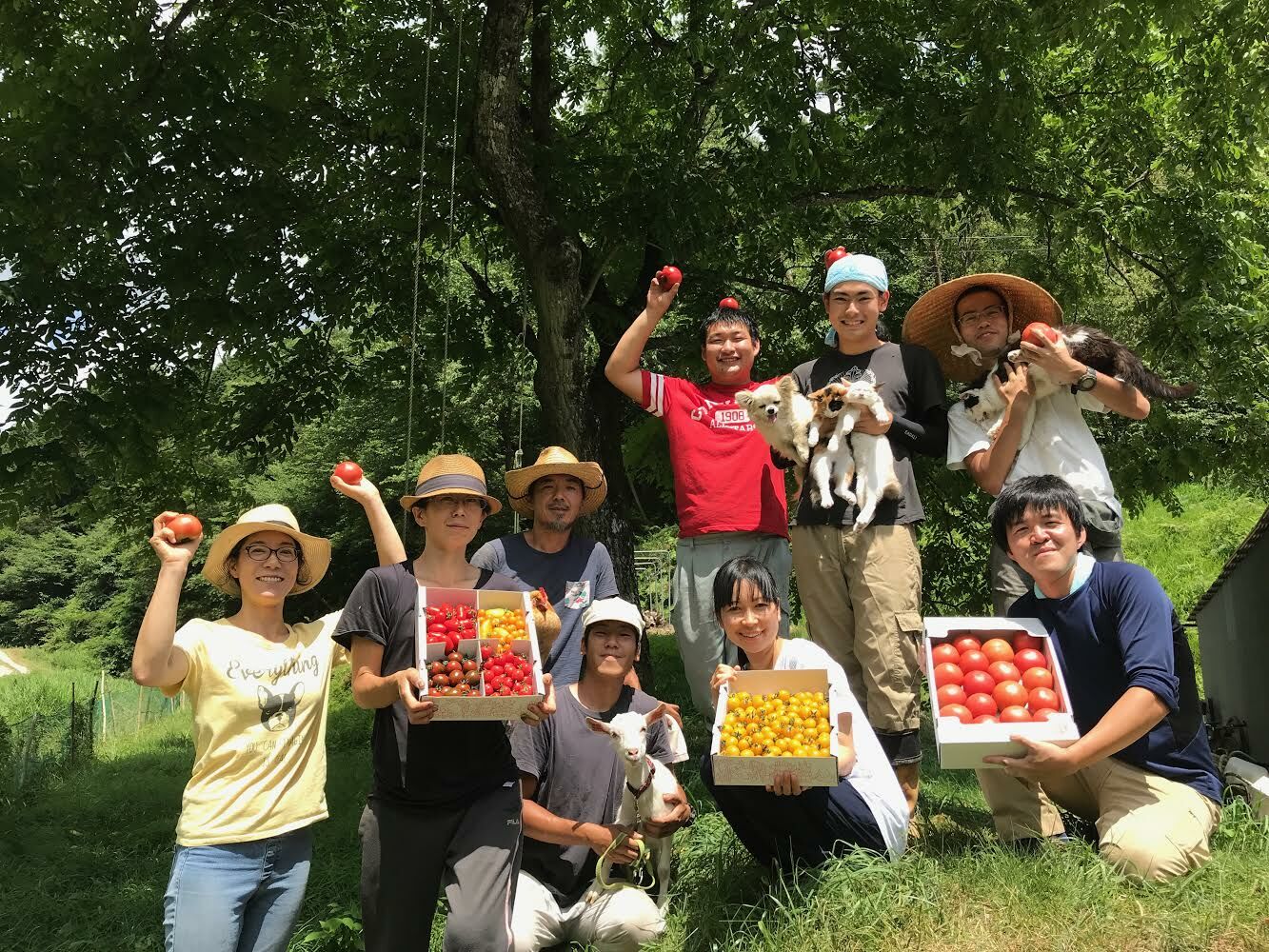 訳あり大玉トマト(ご家庭用)4kg / 朝採り 甘い 桃太郎 とまと / 恵那市 / クリエイティブファーマーズ [AUAH016]