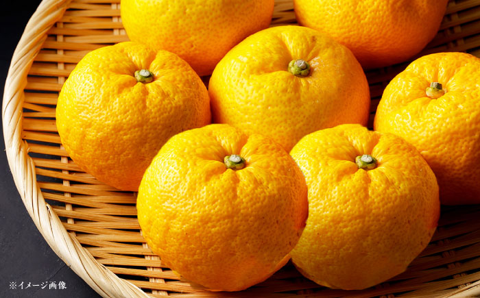 柚子さま専用　リピート割引　おまとめ割引 ゆずと水のギフト 10本入り / 柚子飲料 柚子ジュース ジュース