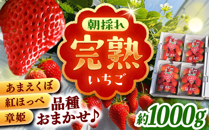 石川農園 完熟いちご 4パック入り(ご家庭用) 産地直送 イチゴ 苺 フルーツ 恵那市 / クリエイティブファーマーズ [AUAH020]