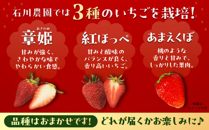 石川農園 完熟いちご 4パック入り / 産地直送 イチゴ 苺 フルーツ 恵那市 / クリエイティブファーマーズ [AUAH020]