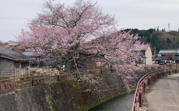 【3回定期便】岐阜県産 薪 20kg ナラ ミックス / 薪 まき マキ 薪ストーブ 20kg 乾燥 広葉樹 ナラ キャンプ きゃんぷ BBQ バーベキュー / 恵那市 / JFP日本森林計画合同会社・丸建林工株式会社 [AUFO012]