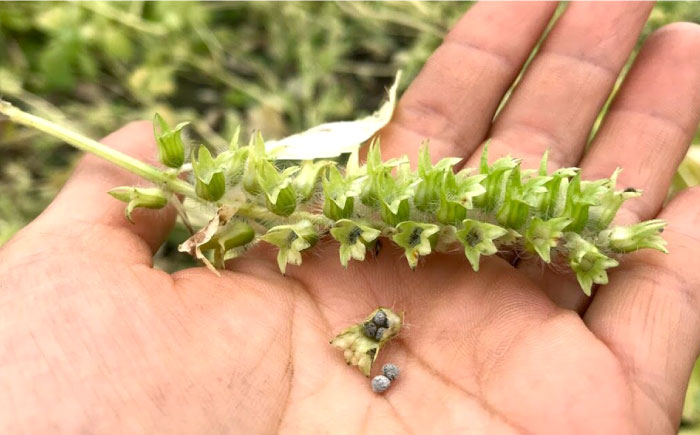 石川農園・毎日摂ろっか！えごまセット / えごま油 エゴマ油 えごまの実 えごま エゴマ 国産 / 恵那市／クリエイティブファーマーズ [AUAH008]