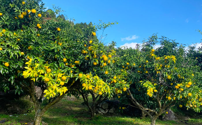 ゆず羊かん 3本 / ようかん 羊羹 和菓子 柚子 ゆず / 恵那市 / かさぎゆず組合 [AUAW014]