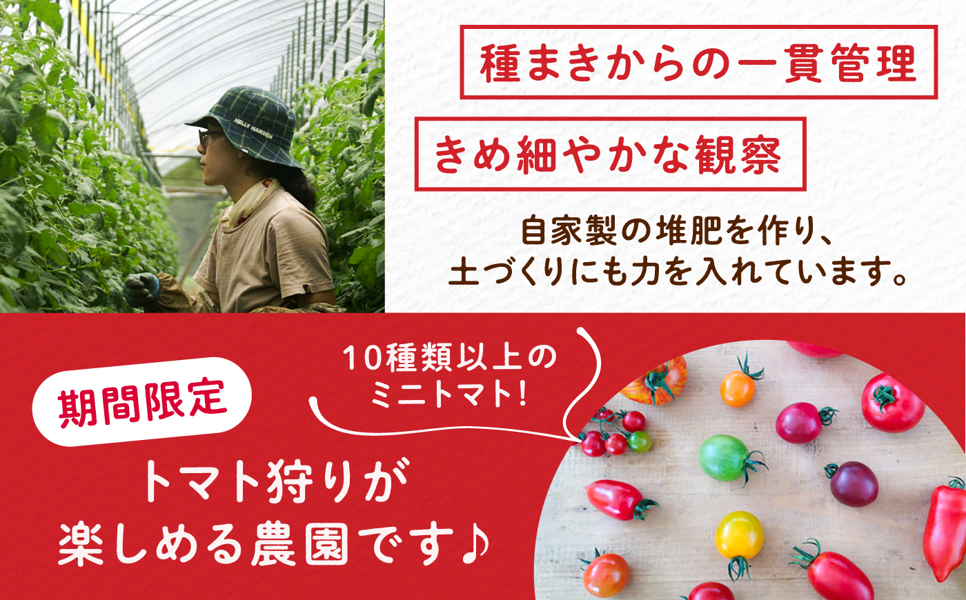 【2週間以内に発送！】【10月中旬まで受付】  訳あり大玉トマト4kg / 朝採り 甘い 桃太郎 とまと / 恵那市 / クリエイティブファーマーズ [AUAH016]