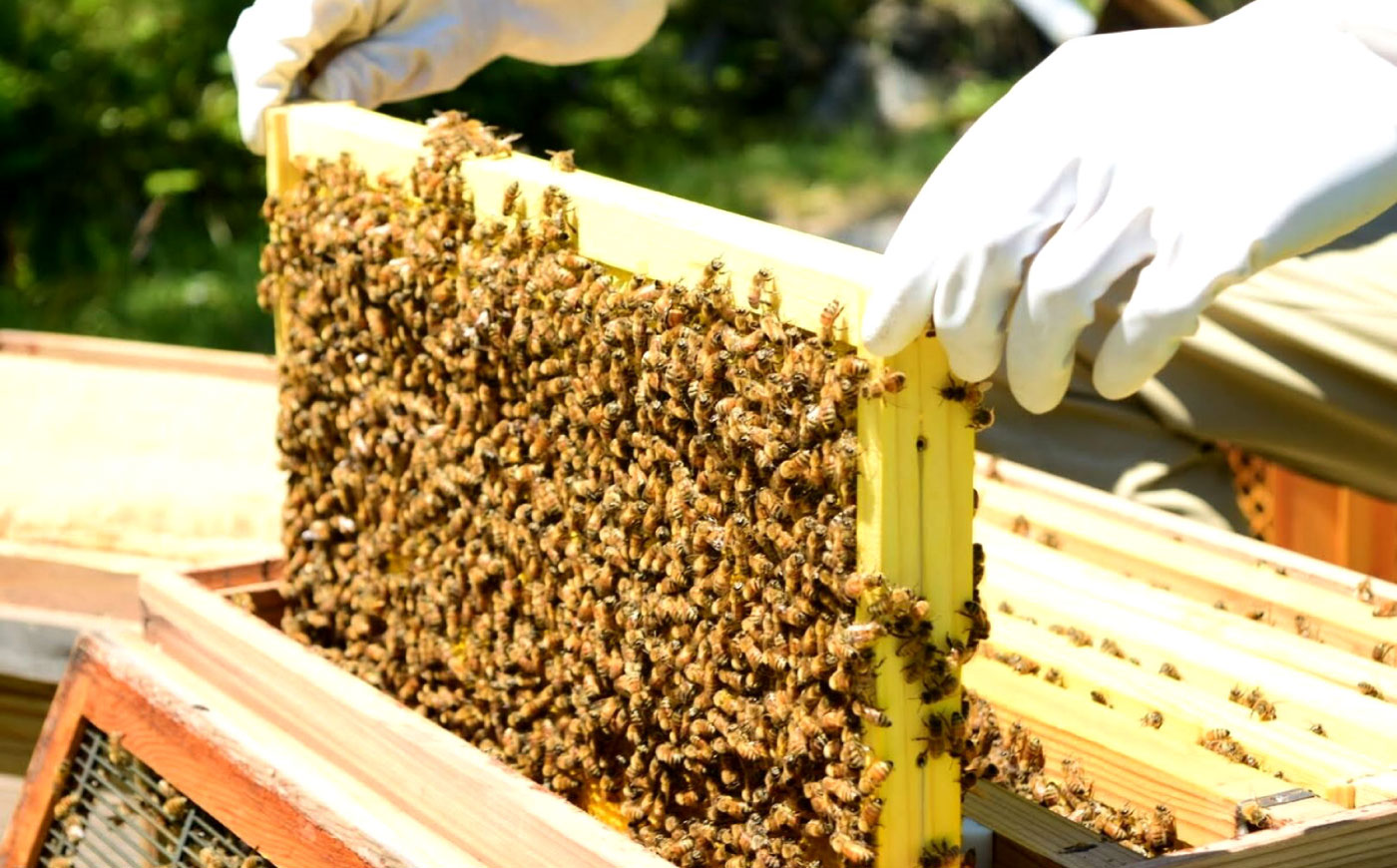 恵那農高生と開発!季節の里山蜂蜜セット(蜂蜜300g×3本、蜂蜜30g3種セット×2個) / はちみつ ハチミツ ハニー 養蜂 / 恵那市 / 特定非営利活動法人 さとはち [AUBP003]