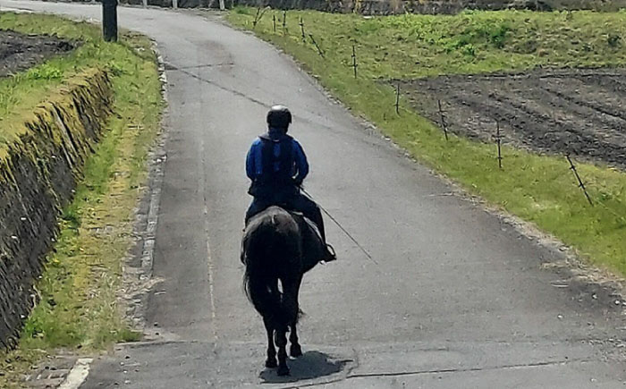 乗馬体験券（ふれあい、30分程度の乗馬）1名分 チケット 馬 岐阜 恵那市 / ベルの家 [AUCN001]