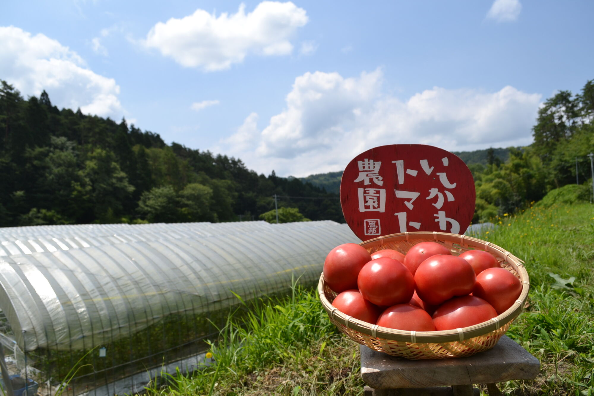 訳あり大玉トマト(ご家庭用)4kg / 朝採り 甘い 桃太郎 とまと / 恵那市 / クリエイティブファーマーズ [AUAH016]