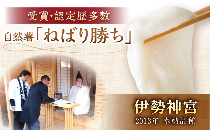 【伊勢神宮外宮奉納】　自然薯『ねばり勝ち』 1本入 / 自然薯 じねんじょ とろろ / 恵那市 / 水戸屋 [AUFZ007]