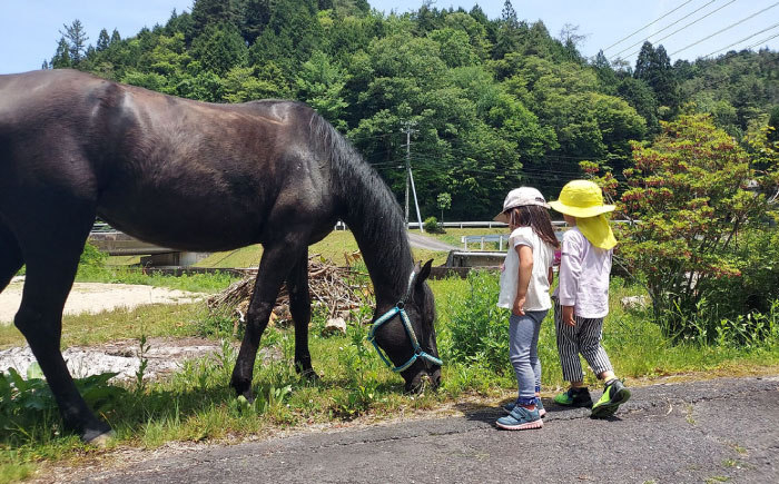 乗馬体験券（ふれあい、30分程度の乗馬）1名分 チケット 馬 岐阜 恵那市 / ベルの家 [AUCN001]